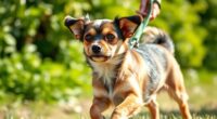 immediate leash pulling solutions