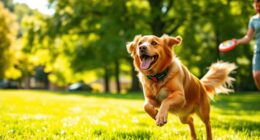 top dog fitness trackers