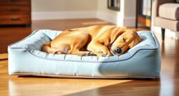 top orthopedic dog beds