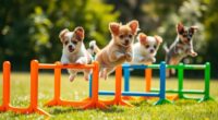 top small dog agility hurdles
