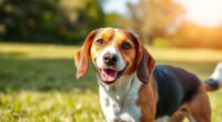 beagle training health temperament