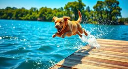 begin dock diving training