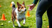 dog training targeting techniques
