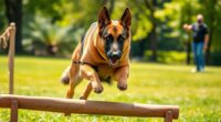 training and caring for german shepherds