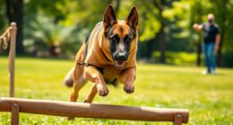 training and caring for german shepherds
