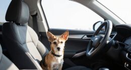 car heat dangers underestimated