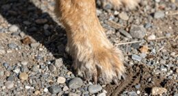 preparing paws for adventure