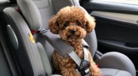 secure dog car seat