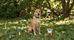 silent calm training method