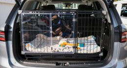 top suv dog crates