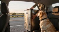 10 Best Car Fridge for Dog Road Trips in 2026