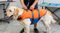 11 Best Premium Dog Life Jackets for Large Breeds in 2026