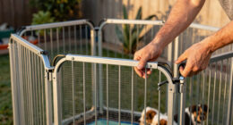 14 Best Extra-Tall Metal Dog Playpen for Puppies in 2026