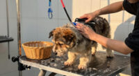 15 Best Premium Dog Grooming Tables With Basket in 2026