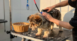 15 Best Premium Dog Grooming Tables With Basket in 2026