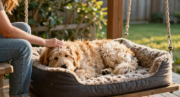 7 Best Memory Foam Dog Beds for Giant Breeds in 2026