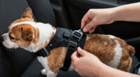 9 Best Crash-Tested Dog Car Harnesses in 2026 — Safe Travel for Your Pet