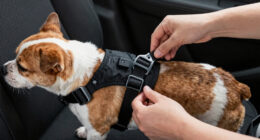 9 Best Crash-Tested Dog Car Harnesses in 2026 — Safe Travel for Your Pet