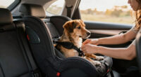9 Best Crash-Tested Dog Car Seat for Medium Dogs in 2026
