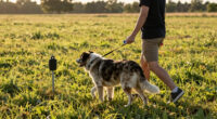 9 Best In-Ground Dog Fence System for Acreage in 2026