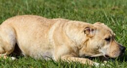 assessing pet body condition
