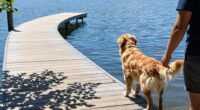 building trust before swimming