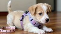 choosing puppy training tools
