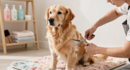 consistent weekly dog grooming
