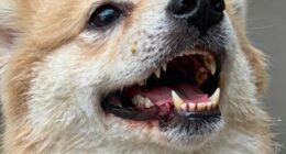 dog dental health warning