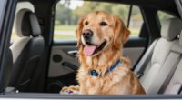 dog friendly car routines