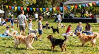 dog friendly family event tips