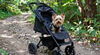 dog friendly outdoor adventure