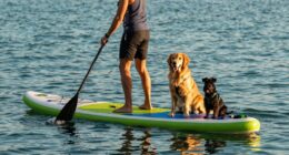 dog friendly paddleboarding tips