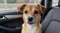 dog motion sickness causes