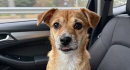 dog motion sickness causes