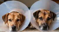 dog recovery devices comparison