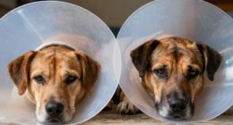 dog recovery devices comparison