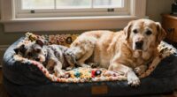dog size influences comfort