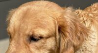 dog skin barrier importance