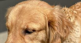 dog skin barrier importance
