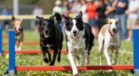 dogs that enjoy lure courses