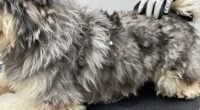 double coated grooming challenges