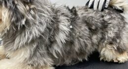 double coated grooming challenges