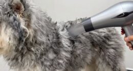 efficient grooming with tools