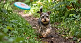 energetic small dog outings