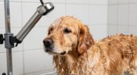 enhanced rinse for coat