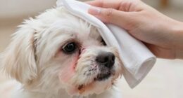 gentle tear stain removal