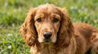 gentle training for spaniels