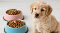 gentle transition to new food