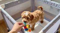 gradual puppy playpen introduction